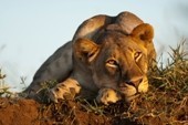 Kenya Safari with Doha Stopover - land only